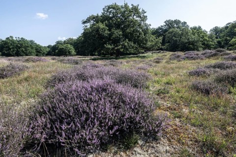 Flowering heather (Calluna vulgaris) in the Hutewald, Emsland, Lower Saxony, Germany