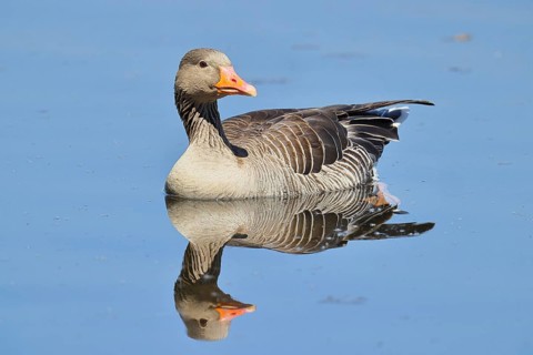 Greylag goose (Anser anser) swimming on the water, Chiemsee, Bavaria, Germany