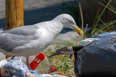 Bird nuisance by herring gull tearing up rubbish bag and feeding on trash, household refuse and