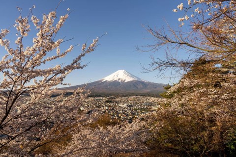 View of Mount Fuji, with blossoming cherry trees in the foreground, Fujiyoshida, Yamanashi