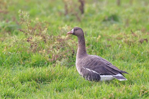 White-fronted goose (Anser albifrons), standing in a meadow in the wintering area, wildlife,
