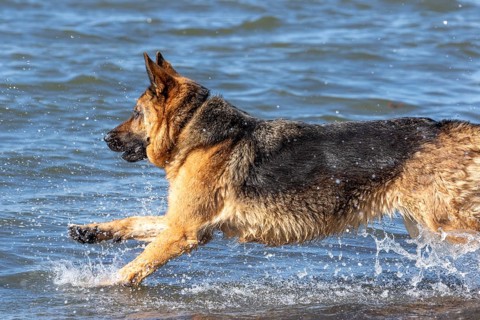 German Shepherd running along the St Lawrence River, Gaspesie Region, Province of Quebec, Canada,