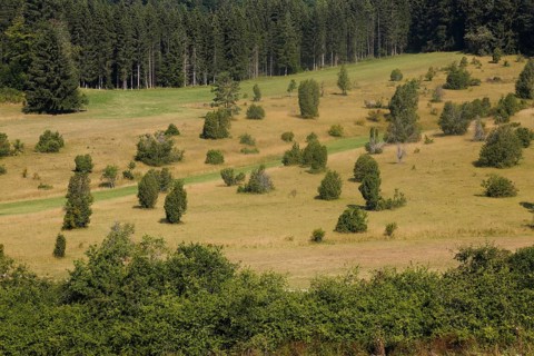 Landscape, nature, trees, meadow, juniper heath, Digelfeld near Hayingen, Swabian Alb,