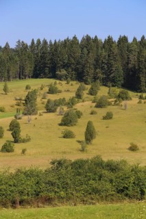 Landscape, nature, trees, meadow, juniper heath, Digelfeld near Hayingen, Swabian Alb,