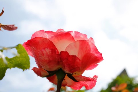 Rose (Rosa), cultivated rose, white and red blossom, leaves, garden, flowers, plants, water drop,