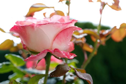 Rose (Rosa), cultivated rose, white and pink blossom, leaves, garden, flowers, plants, water drop,