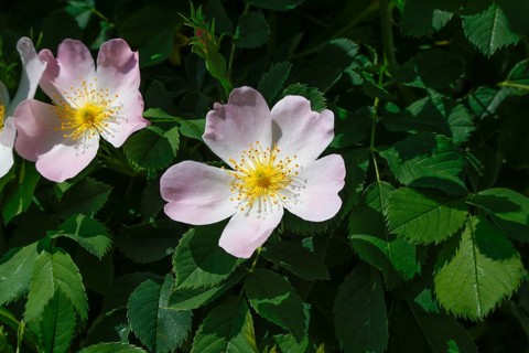 Dog rose (Rosa canina), dog rose, dog rose, heather rose, hag rose, blossoms, green leaves, garden,