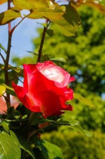 Rose (Rosa), cultivated rose, white and red blossom, green leaves, garden, flowers, plants,