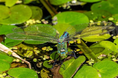 Emperor dragonfly, blue emperor (Anax imperator, Anax formosa) female with blue abdomen laying eggs