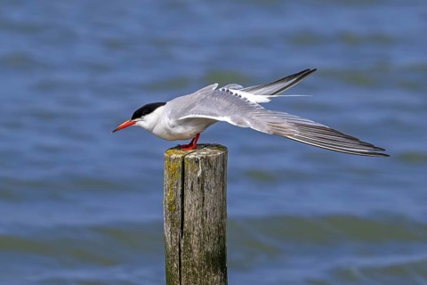 Common tern (Sterna hirundo) adult in breeding plumage perched on wooden pole and stretching wings