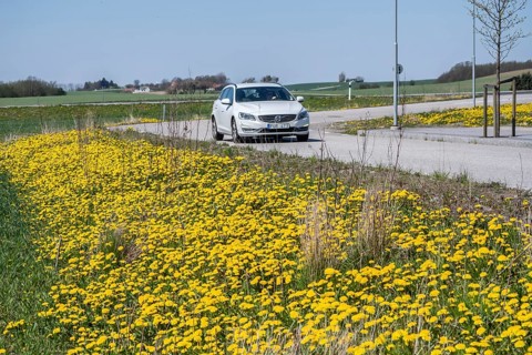 Dandelions in spring on the roadside and car on the road in Ystad, Skåne County, Sweden,