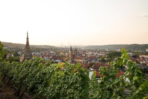 Sunrise over the vineyards of Esslingen am Neckar