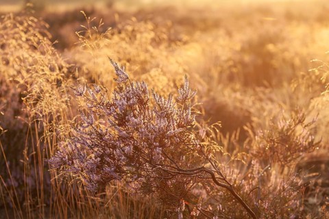 Bell heather (Erica tetralix) in the Lüneburg Heath in the yellow-red morning light at sunrise