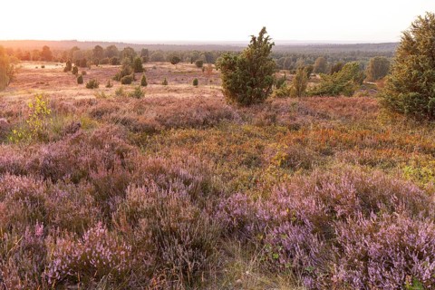 Beautiful sunset over the blooming heath on Wilseder Berg, Lüneburg Heath