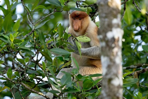 Proboscis monkey (Nasalis larvatus), Kilanas, Bandar Seri Begawan, Brunei-Muara, Brunei