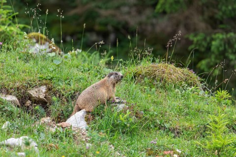 Young marmot on the alpine meadow in front of the burrow on the Königsbachalm near Berchtesgaden