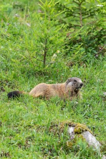 Young marmot on the alpine meadow in front of the burrow on the Königsbachalm near Berchtesgaden
