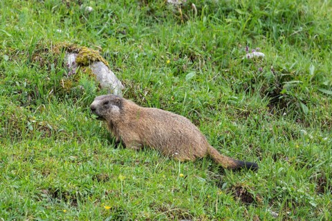 Young marmot feeding on the alpine meadow in front of the burrow on the Königsbachalm near
