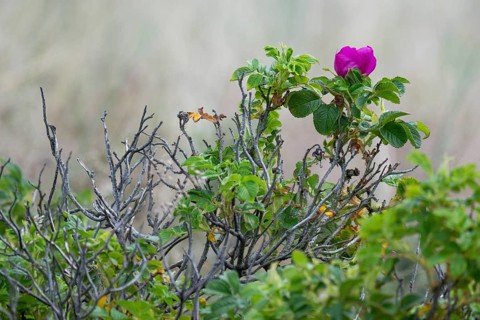 Dog rose (Rosa canina), Ringkøbing Fjord, Denmark