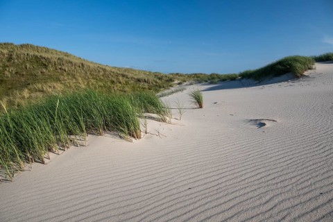Sandy dune landscape, beach grass, blue sky, Hvide Sande, North Sea, Denmark