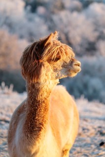 A white alpaca (Vicugna pacos) stands in the early morning light on a frozen meadow in hilly