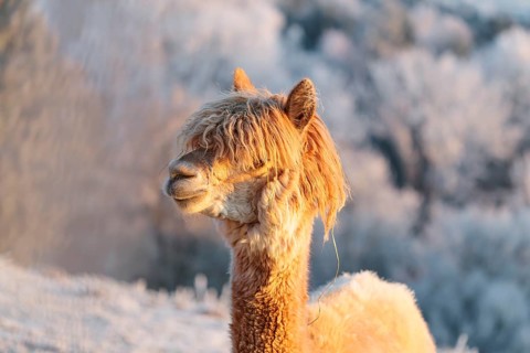 A white alpaca (Vicugna pacos) stands in the early morning light on a frozen meadow in hilly