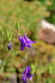 Columbine (Aquilegia vulgaris), blue flower in the garden, Wilnsdorf, North Rhine-Westphalia,