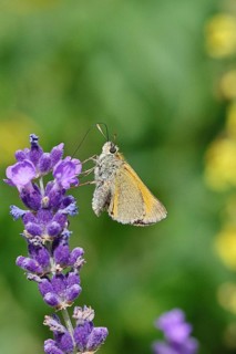 Large skipper (Ochlodes venatus), collecting nectar from a flower of Common lavender (Lavandula