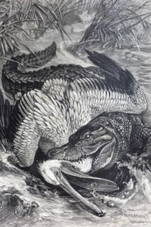 A crocodile has captured a pelican, A crocodile fights with a pelican on the river bank, dramatic
