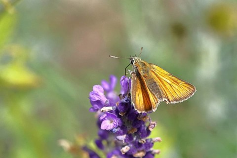 Large skipper (Ochlodes venatus), collecting nectar from a flower of Common lavender (Lavandula