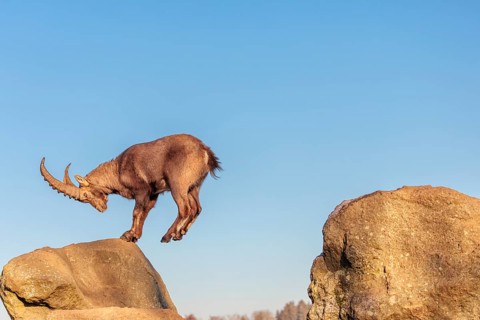 A male ibex (Capra ibex) leaps from rock to rock in the warm evening light. A blue sky can be seen