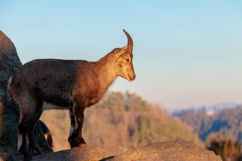 A female ibex (Capra ibex) stands on a rock in the warm evening light. A blue sky can be seen in