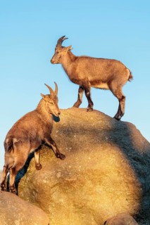 Two female ibex (Capra ibex) stand on a rock in the warm evening light. A blue sky can be seen in
