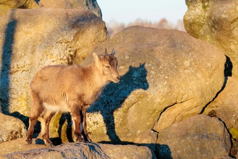 A female ibex (Capra ibex) stands on a rock in the warm evening light. Her shadow can be seen on