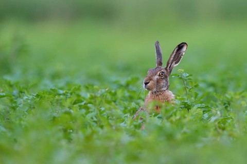 Hello, who is this... European hare (Lepus europaeus), hare sits in a field, on a field, looks