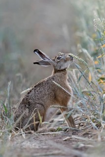 The hare likes it... Brown hare (Lepus europaeus) eats, nibbles from ripe wheat shortly in front of