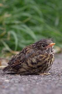 Fledgling... Dunnock (Prunella modularis), not yet fledged chick has left nest, sits seemingly