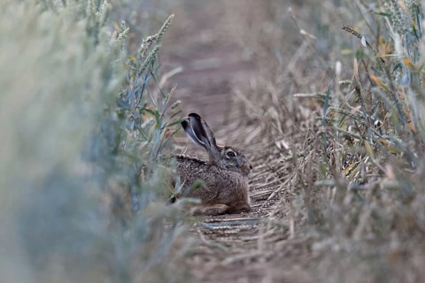 Quite cosy... European hare (Lepus europaeus), hare resting well hidden in a lane in a wheat field,