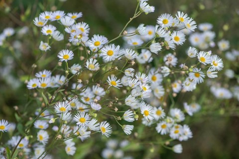 Annual fireweed (Erigeron annuus), Emsland, Lower Saxony, Germany