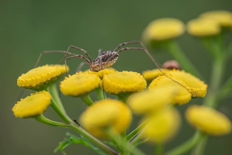Weaver's garter (Phalangium opinio) on tansy (Tanacetum vulgare), Emsland, Lower Saxony, Germany