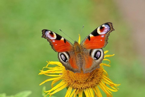 Peacock butterfly (Aglais io), on a yellow flower of a Great Telekie (Telekia speciosa), Wilnsdorf,