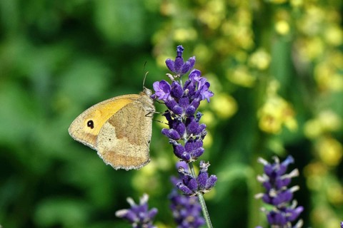 Meadow Brown (Maniola jurtina), on a lavender flower (Lavandula angustifolia), macro photograph,