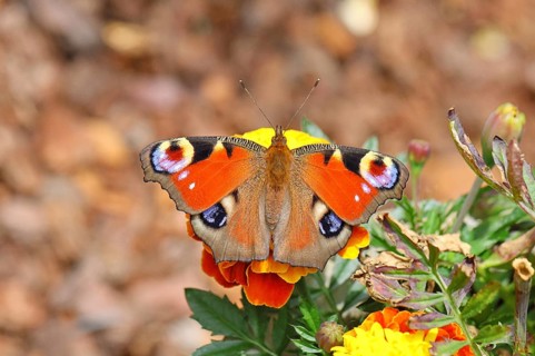 Peacock butterfly (Aglais io), on Tagetes erecta, Wilnsdorf, North Rhine-Westphalia, Germany
