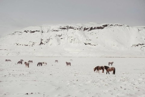 Horses in southern iceland, Icelandhorses, Golden Circle, Mountains, Snow, Rocks, Iceland* Horses