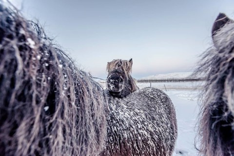 Horses in southern iceland, Icelandhorses, Winter, Golden Circle, Mountains, Snow, Iceland* Horses