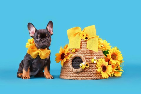 Black tan French Bulldog dog puppy ribbon collar sitting next to beehive and sunflowers on blue