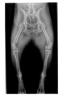 X-ray of French Bulldog dog showing osteosarcoma in upper right leg. Bone cancer diagnosis in