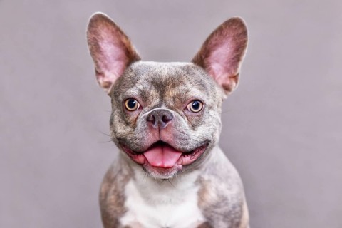 Funny portrait of happy lilac brindle French Bulldog dog in front of gray background
