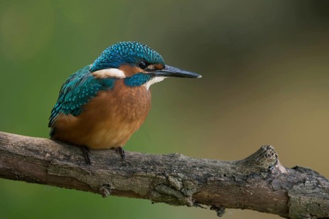 Black feet... Kingfisher (Alcedo atthis), young bird, recognisable by the dark foot colour, freshly