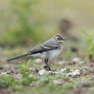 Young bird... White wagtail (Motacilla alba) in typical habitat, on a ruderal area, dry fallow
